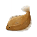 ปลาตาเดียว