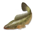 ปลาช่อน