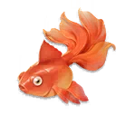 ปลาทอง