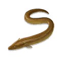 ปลาไหล
