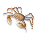 ปู